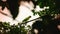 Rose-ringed parakeet resting on a star fruit tree branch in the evening