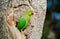 The rose ringed parakeet or ring necked parakeet