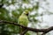 Rose ringed parakeet or ring necked parakeet a parrot from keoladeo national park, bharatpur - Psittacula kramer