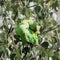 A rose-ringed parakeet in a tree