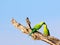 Rose ringed parakeets