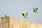 Rose Ringed Parakeets Landing on Wall