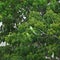 Rose-ringed parakeets (Psittacula krameri)