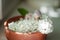 The rose-ringed or ring-necked parakeet baby with white flowers