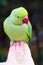 Rose-ringed ring necked parakeet eating seeds from the hand on