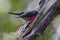 Rose Robin in Queensland Australia