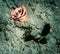 Rose on a Rocky Texture Background - Grunge