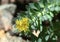 Rose root, Rhodiola rosea