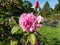 Rose (rosa) \\\'Harlow Carr\\\' flowering with flowers with shallow cups of the purest mid pink in the