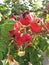 Rose (Rosa) Plant Bush with Rose Hips Growing in Sand Dunes.