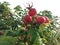 Rose (Rosa) Plant Bush with Rose Hips Growing in Sand Dunes.