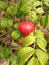 Rose (Rosa) Plant Bush with Rose Hips Growing in Sand Dunes.