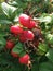 Rose (Rosa) Plant Bush with Rose Hips Growing in Sand Dunes.