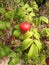 Rose (Rosa) Plant Bush with Rose Hips Growing in Sand Dunes.