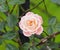Rose In Rose Garden Tralee Ireland