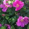 Rose Rugosa flowers, fuchsia color. Bright colors.