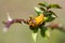 Rose rust fungus (Phragmidium mucronatum) on dog rose (Rosa canina)