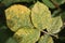 Rose rust. Symptoms of fungal disease of roses in form of yellow spots on leaves