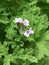 Rose-scented Pelargonium