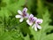 Rose-scented Pelargonium