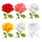 Rose set red pink white yellow multicolored and outline twig with leaves on a white background vintage vector illustration edita