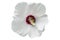 Rose of Sharon `Red Heart` white flower with bumblebee.