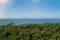 Rose shrubs on baltic sea coast