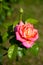 Rose of a single color growing in the garden on a background of green grass