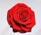 Rose single red bloom