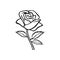 Rose sketch. Flower design element. Vector illustration. Elegant floral outline design. Gray symbol isolated on white background.