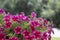 Rose small flowers with five petals close-up