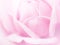 Rose soft pink blur
