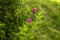 A rose spirea flowers spiraea douglasii