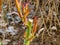 Rose sprouts on pruned branches in early spring. Cultivation of roses