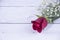 Rose standing horizontally on white background