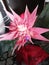 Rose star flower