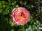 Rose \\\'Strawberry hill\\\' flowering with small clusters of mid pink, medium-large, cupped flowers in park in summer