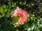 Rose \\\'Strawberry hill\\\' flowering with small clusters of mid pink, medium-large, cupped flowers in park in summer