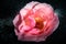 Rose with sugar crystals on dark background