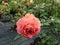 Rose \\\'Summer song\\\' in bright sunlight. Vibrant blooms of an unusual orange-red colour,