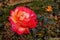 Rose is symbol of love.