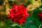 The rose is a symbol of love and romance, which has some legend has it that rose as a marker instead of the