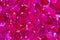 Rose tea rose petals scattered field as background