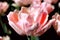 Rose tender tulip