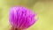 Rose thistle plumista, bud of pink flower macro video as background, floral background, flower