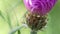 Rose thistle plumista, bud of pink flower macro video as background, floral background, flower