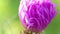 Rose thistle plumista, bud of pink flower macro video as background, floral background, flower