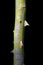 Rose thorn stem