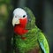 Rose-throated amazon parrot