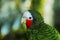 Rose-throated amazon parrot